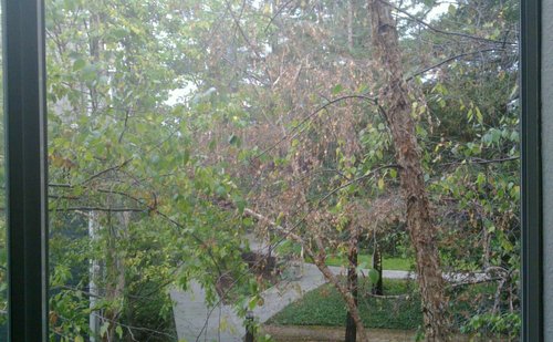 Fall colors in Bay Area